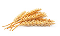 Durum wheat. 13.5%